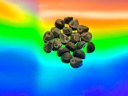 Hawaiian Baby Woodrose Seeds HBWS Dosage Guide