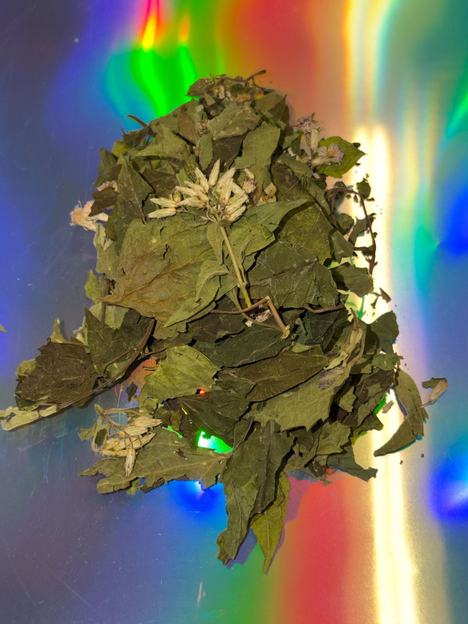 Calea zacatechichi leaves and flower on a colorful gradient background.