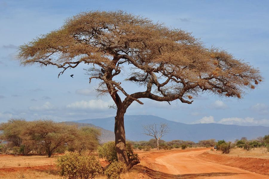Exploring Akuamma Seed Extract: Nature's Answer to Pain and Beyond