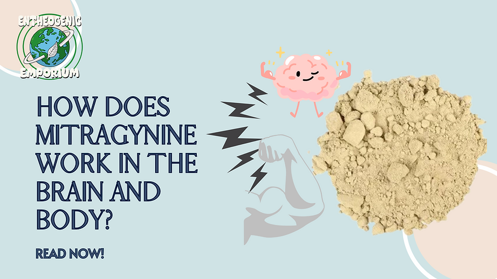 How Does Mitragynine Work in the Brain and Body?