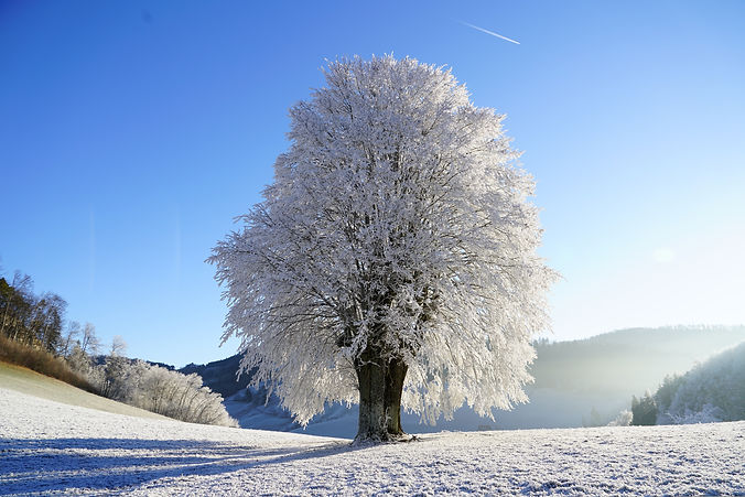 tree-1959267.jpg
