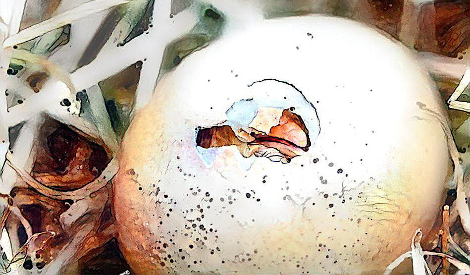 Trauma Egg Exercise