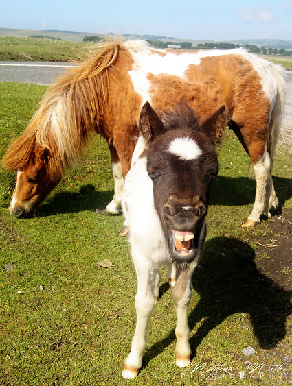 Dartmoor National Park Pony
