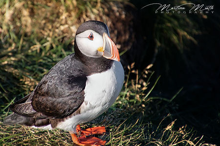 Papageientaucher puffin Borgarfjarðarhöfn