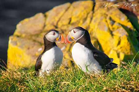 Papageientaucher puffin Borgarfjarðarhöfn