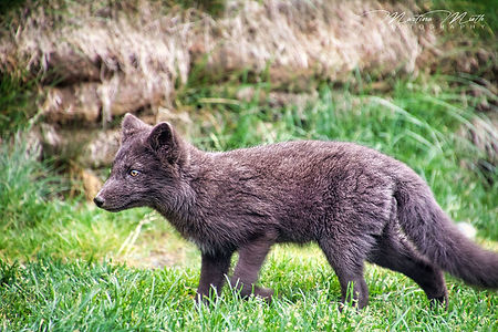 Möðrudalur Polarfuchs