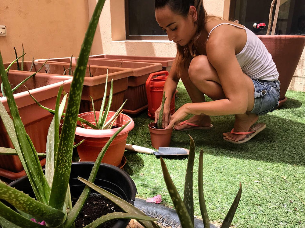 It's all about Aloe Vera and Cats