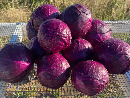 Week 8: Rain Glorious Rain!