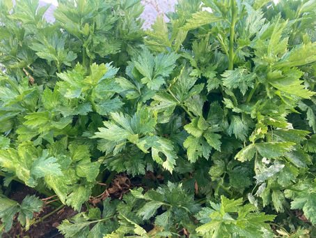 Week 15: Celery is ready for harvest!