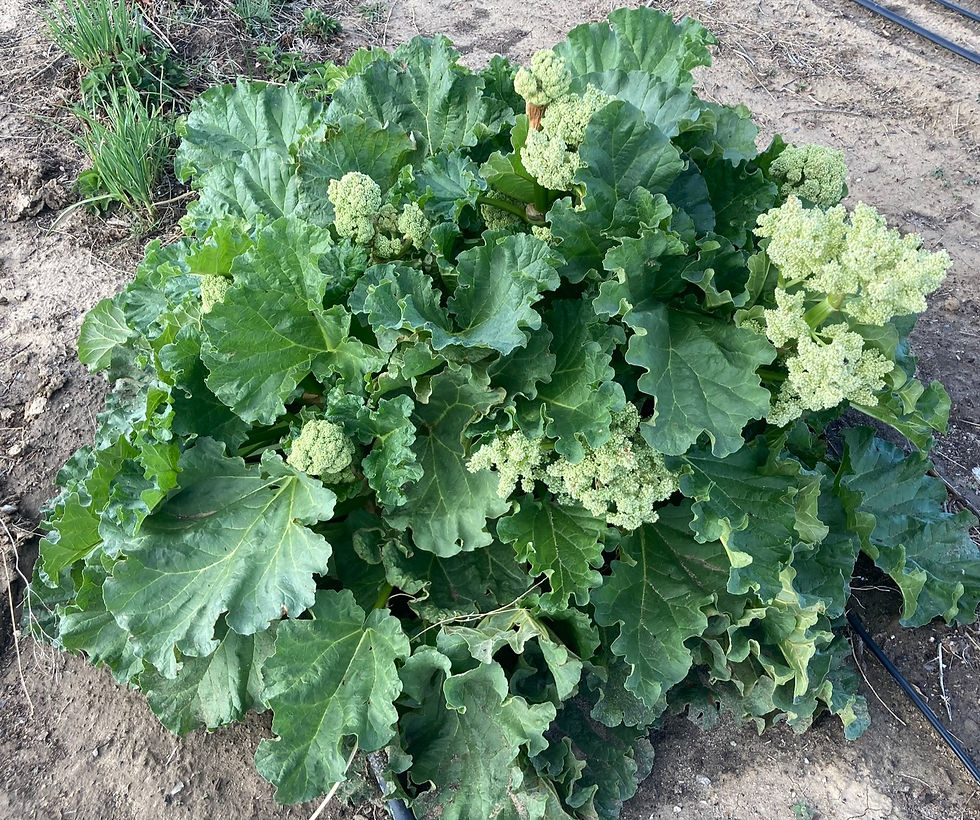 Why does rhubarb bolt early in the season?