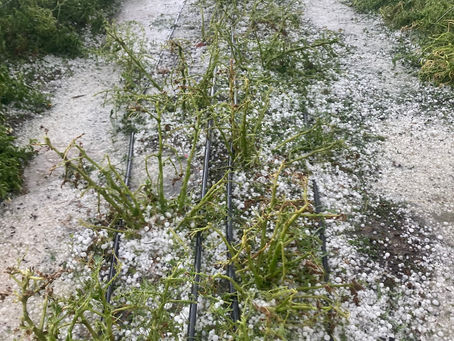Week  9: Hail for Strasburg Home Town Days. 