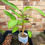Thumbnail: Heliconia Vellerigeria