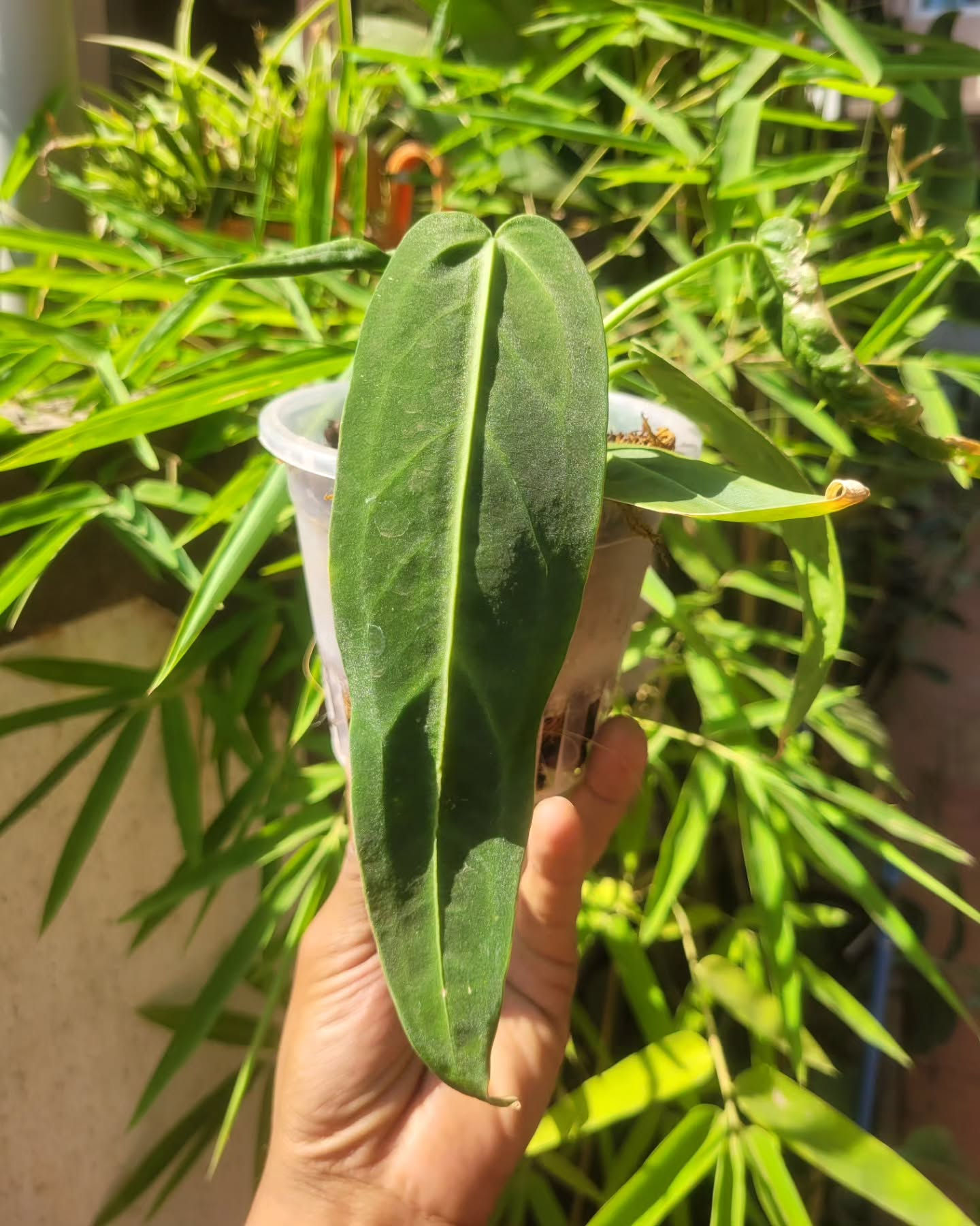 Anthurium Warocqueanum