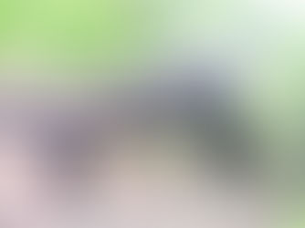 Exploring the Abandoned Chateau and Sacrificed Centenarian Trees in Riviere Noire