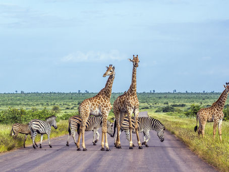 South Africa HOG Road Trip