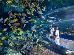 Odysseo Oceanarium Mauritius: A Journey into Marine Wonders