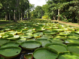 Discover Mauritius' Botanical Gardens: A Journey Through Paradise