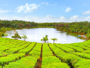 Explore Bois Cheri - The Heart of Mauritius' Tea Heritage