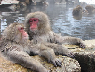 פארק קופי השלג ביפן - Jigokudani Yaen Koen המקום היחיד בעולם בו קופים יושבים באונסן - אמבט מים חמים