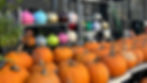 Colorful Pumpkins Bringing Autumn Cheer