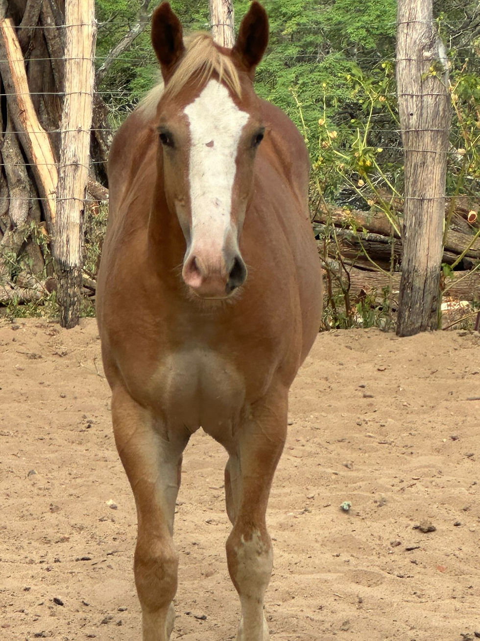 Imagem do WhatsApp de 2025-07-07 à(s) 15.01.02_e18b2f66