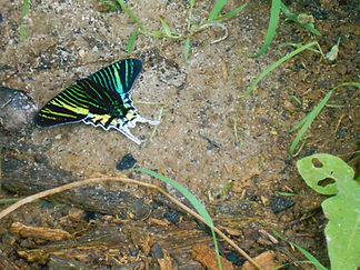 butterfly_dirt-1.jpg