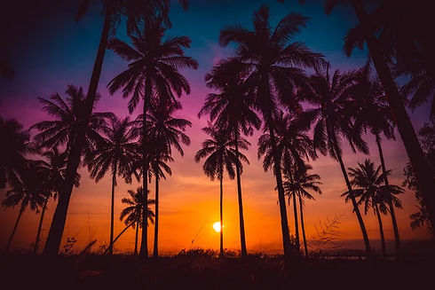 palm trees 3.jpeg