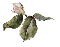 6.png