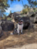 Ruby hiking.jpg
