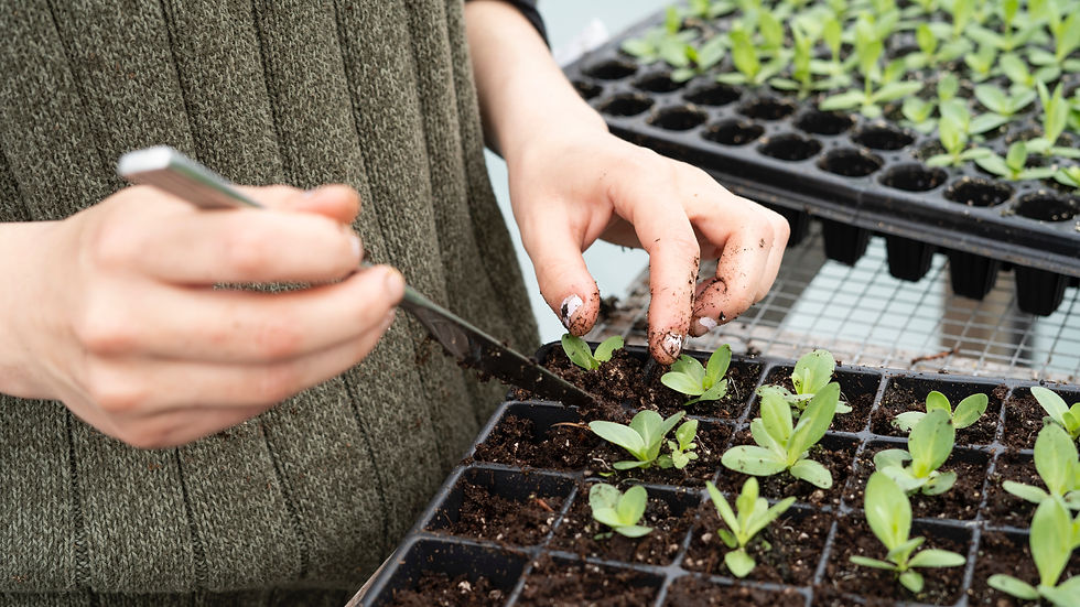 tending to seed starters | Takes One to Write One