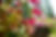 close up image of flowers in a landscape