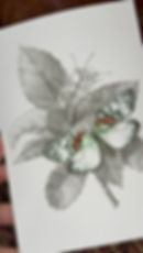 Thumbnail: Hand Finished Erasmia Pulchella Moth