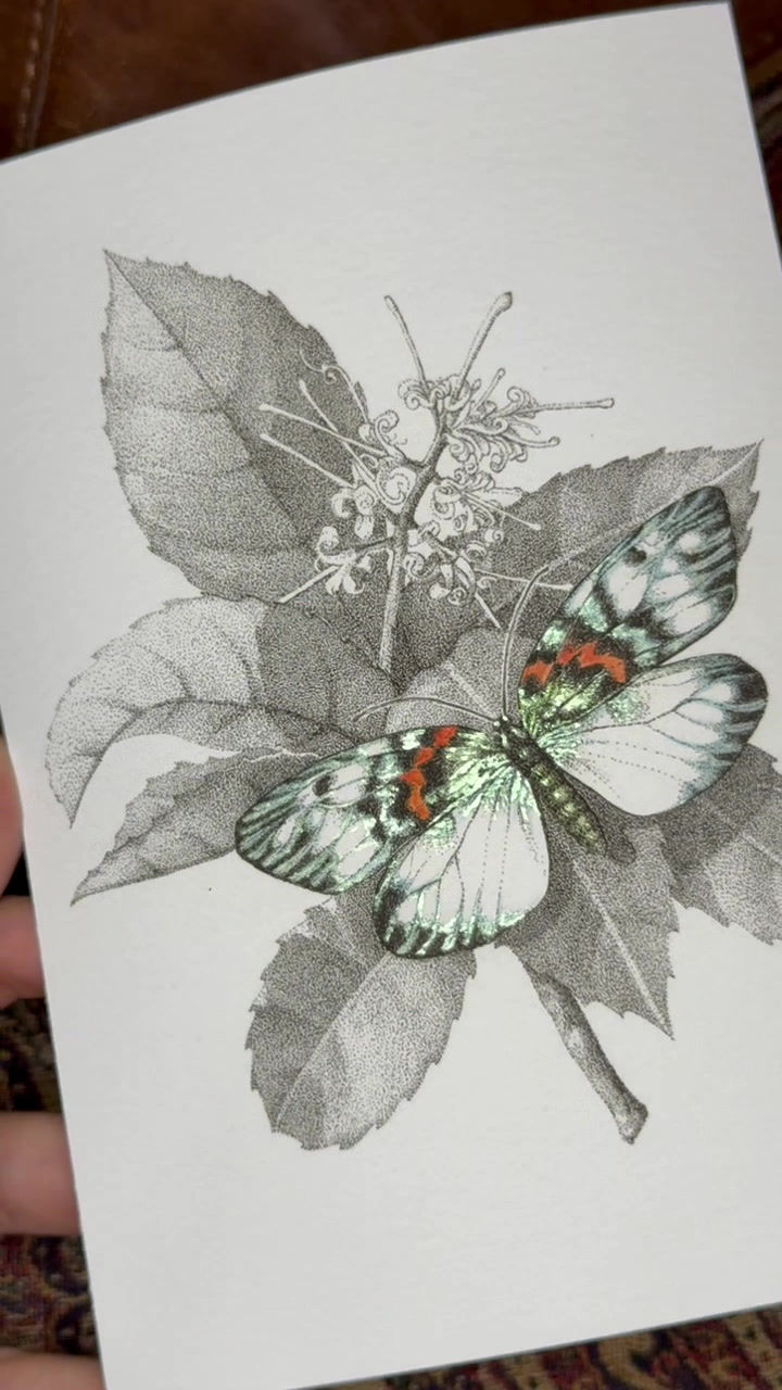 Thumbnail: Hand Finished Erasmia Pulchella Moth