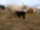 -storage-emulated-0-Pictures-55822.JPEG