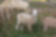UNADJUSTEDNONRAW_thumb_934c.jpg