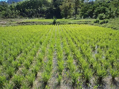 SRI-Mas: Fighting for a Better Malaysia via Agroecology