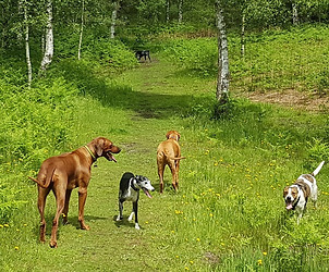 Ridgeback Rambles dog walking - dogs playing