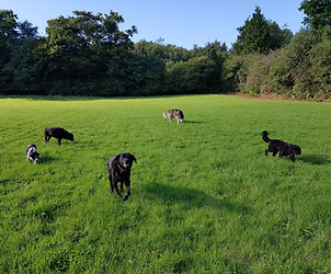 Ridgeback Rambles dog walking - dogs playing