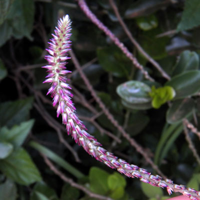 Thumbnail: Devil's Horse Whip