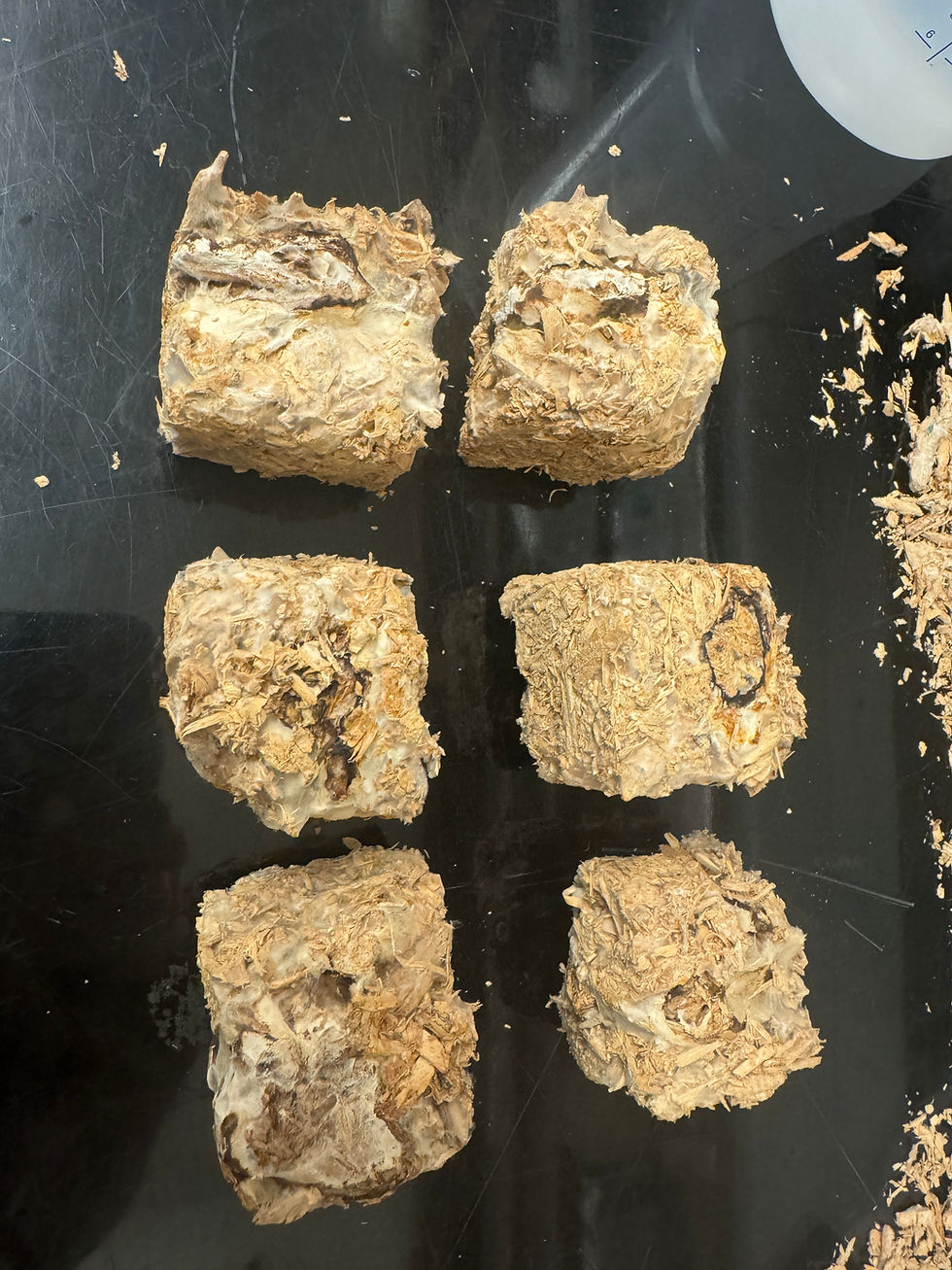 7. cube, 5.13- The naturally formed boundaries among different types of mushrooms.JPG