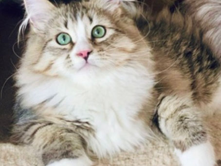 Unique Traits of Russian Siberian Forest Cats