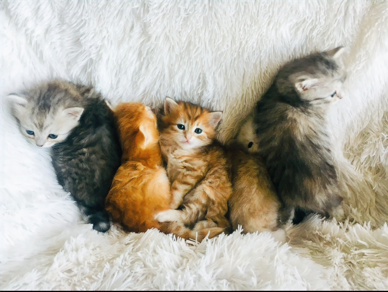 Shop russian siberian cat breeders Top Sale, image size:1290x972