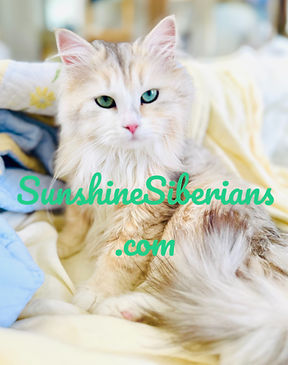 bimetallic siberian kitten