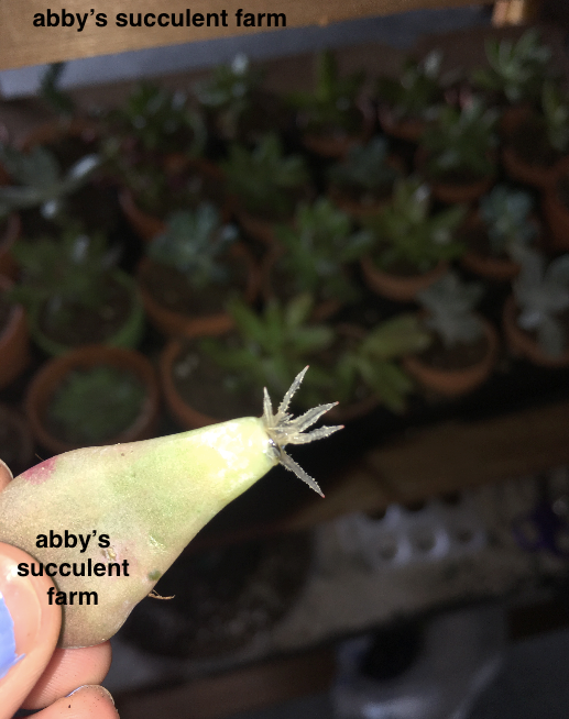 Succulent Propagation Fun!