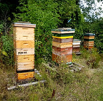 PLAN BEE 10.jpg