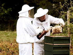 PLAN BEE 15.jpg
