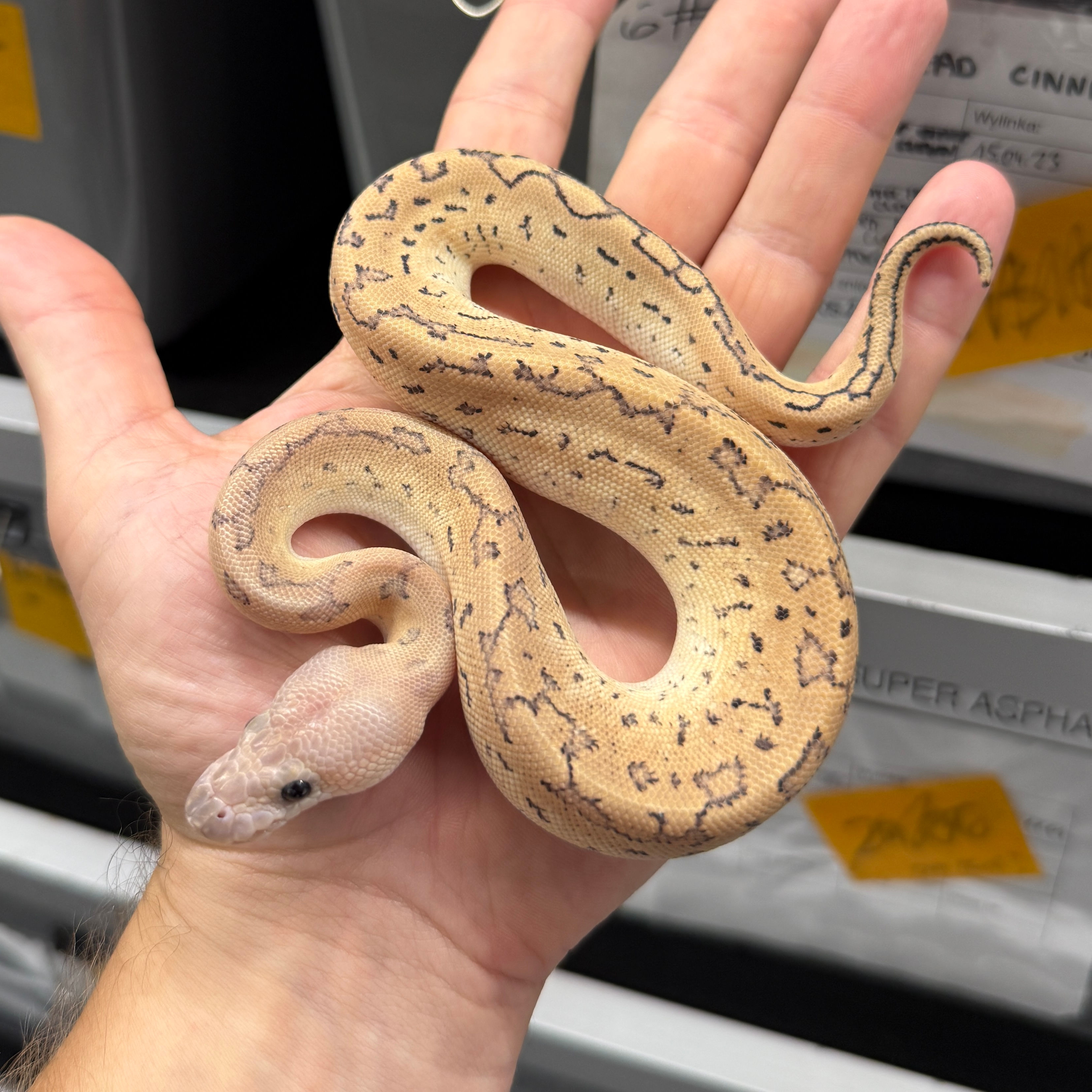 0.1 Cinnamon pinstripe DG clown 