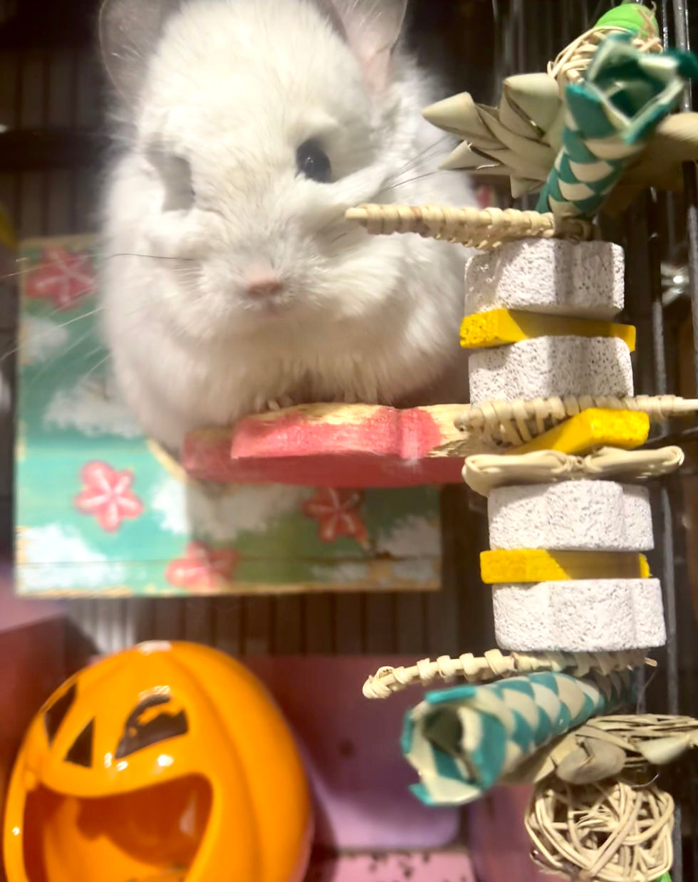 Thumbnail: Floral Lava Chew Toys-Hanging toys-lava stones, palm flowers, willow
