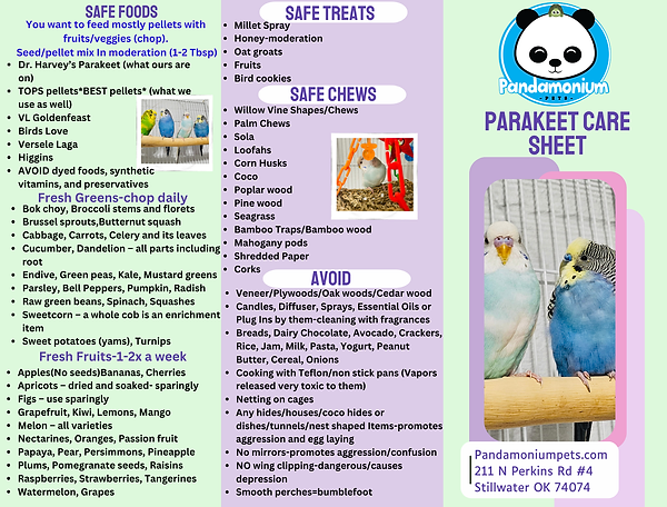 Parakeet Care Guide