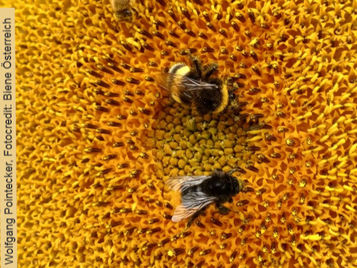 Imker entsetzt: Bienen verhungern in der Hitze 